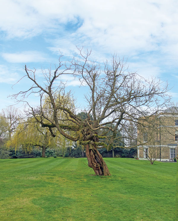 Mulberry tree at Garricks Villa